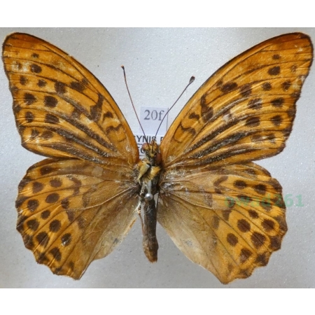 Argynnis paphia neopaphia Fruhstorfer, 1907 Dostojka malinowiec Russia20f